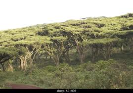 Image result for Acacia abyssinica