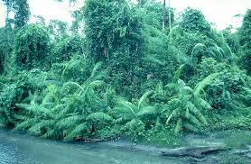 Image result for Calamus deerratus