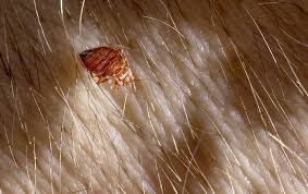 Use traps to determine if bedbugs are gone. Blog Top Questions Frequently Asked By Everyone About Bed Bugs
