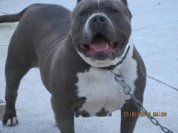 Find pit bull terriers for sale in charleston, wv on oodle classifieds. Xl Bully Pitbulls Puppies And Adult For Sale In Hercules California Classified Americanlisted Com