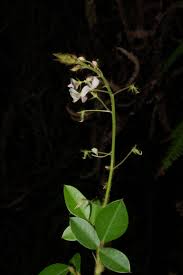 Image result for Grona adscendens