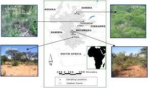 Image result for Megaloprotachne albescens