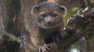 Esta es tu oportunidad para describir tu país y latino américa con tus propias palabras. El Olinguito Primer Carnivoro Descubierto En America En 35 Anos
