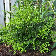 Image result for Buxus