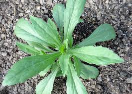 Image result for Conyza limosa