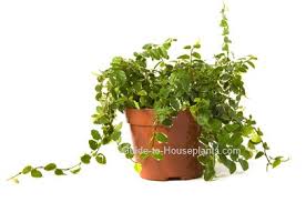Maybe you would like to learn more about one of these? Creeping Fig Climbing Fig Ficus Pumila Houseplant Care Tips