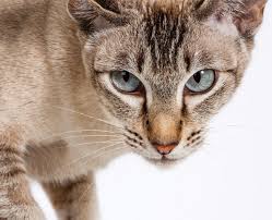 ‪How House Cats Evolved | Scientific American‬‏