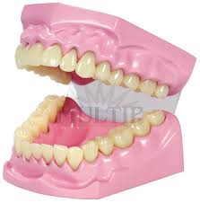 Image result for ochrana chrupu