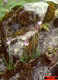 Image result for Hesperantha petitiana