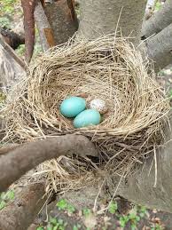 Did their eggs incubate slowly like their reptilian cousins—crocodilians and lizards? How An Eight Sided Egg Ended Up In A Robin S Nest The New York Times