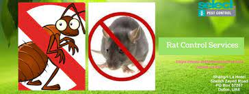 What makes rats and other rodents challenging is how frequently they breed. Select Pest Control Medium