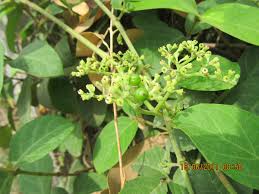 Image result for Cayratia