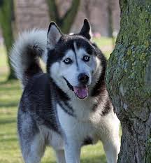 Black White And Brown Husky The Different Types Of Siberian Huskies Gate Information Siberian Husky Husky With Blue Eyes Siberian Husky Puppies