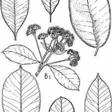 Image result for Syzygium komatiense