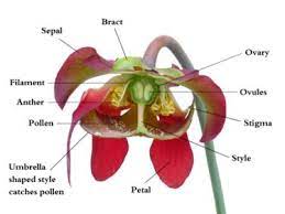 Female part of the flower. Flower Anatomy
