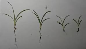 Rumput grinting latarbelakang rumput grinting ( cynodondactylon ) adalah jenis rumput yang memiliki kemampuan agak berlebihan. Https Ejournal2 Undip Ac Id Index Php Baf Article Download 5346 2866