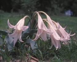 Image result for Crinum crassicaule