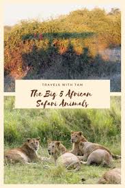 The Beautiful Big 5 African Safari Animals To See On Your Safari Africa Wildlife African Animals African Safari