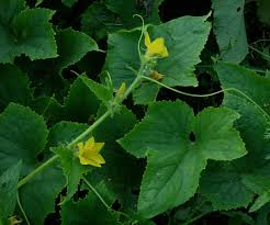 Image result for Cucumis quintanilhae