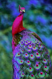 Pin By Vahit Mete On حيوانات جميلة Beautiful Birds Colorful Birds Colorful Animals