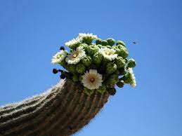 The saguaro cactus can live up to 200 years and reach a height of 50 feet. Can You Guess Each State Flower Or Just Your Own Cheapism Com