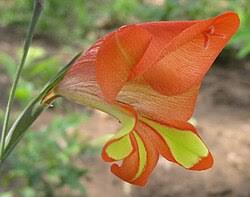 Image result for Gladiolus decoratus
