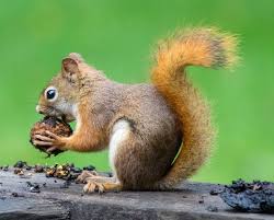 How to draw a squirrel eating a nut. How To Draw A Squirrel Easy Drawing Tutorial For Beginners Bujo Babe