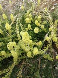 Image result for Resedaceae