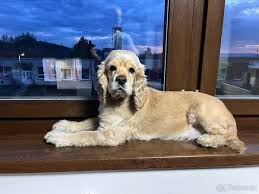 Image result for americký kokršpaněl