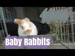 Weaning Baby Rabbits How To Wean Bunnies From Mom Youtube