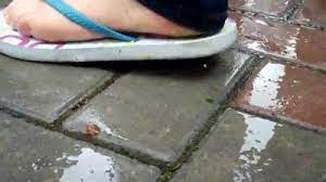 This is near snail crush with heels (unknown) by hand crush on vimeo, the home for high quality videos and the people who love them. Candid Flip Flop Snail Crush On Make A Gif