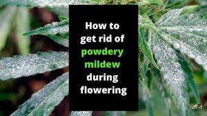 How to prevent spider mites. How To Get Rid Of Powdery Mildew During Flowering Best Seed Bank