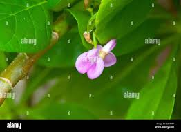 Image result for Canavalia cathartica