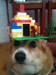 Thingsonhazelshead Corgi Corgi Dog Fox Dog