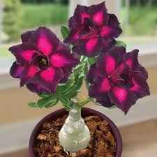 Image result for Adenium