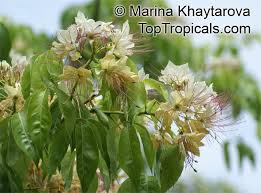 Image result for Crateva