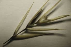 Image result for Stipagrostis obtusa