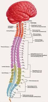 The present edition of the human central nervous system differs considerably from its predecessors. 14 Anatomy Ideas Anatomy Medical Knowledge Nursing Tips