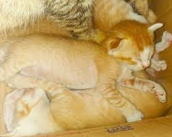 Aming mempunyai arti bersinar sehingga sesuai untuk kucingmu yang membawa sinar kebahagiaan. Anak Kucing Yang Comel Dan Imut Steemit