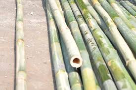 Larutkan 100 ml mol rebung bambu ke dalam 10 liter air. 4 Jenis Bambu Untuk Membuat Alat Musik Artikel Pertanian Terbaru Berita Pertanian Terbaru
