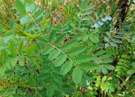 Image result for Indigofera paracapitata