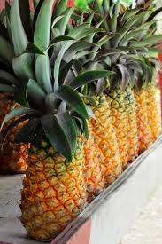 We are processing 100% pure noni juice in 16 oz labeled plastic bottles, available in cases of 24 bottles. Antigua Barbuda On Twitter The Antiguan Black Pineapple Is Known To Be The Sweetest Pineapple In The World Have You Tried It Yet Whatcoollookslike Loveantiguabarbuda Https T Co Gkcfgxitpd