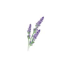 5x Waterproof Temporary Fake Tattoo Stickers Cute Elegant Purple Lavender Flowers Design Body Art Make Up Tool Fake Tattoos Cicek Dovmeleri Suluboya Cicekler
