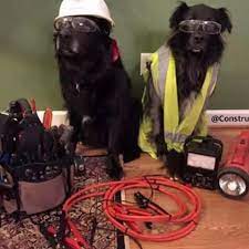 Hiring Day Labradors To Do Some Woofing Contractor Roofing Hardhatlife Constructionzone Constructionlife Hardhats Hard Hats Labrador Construction Zone