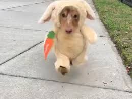 Coub is youtube for video loops. Lustige Halloween Videos Zum Lachen Und Whatsapp