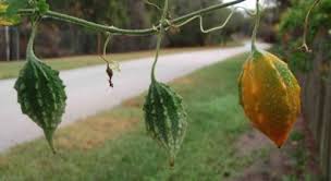 Image result for Momordica balsamina