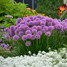 Maybe you would like to learn more about one of these? Perennial Flowering Plant Diamond Planter Freshpetals