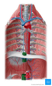 The heart is muscular organ composed of cardiac muscles and connective tissue that acts as a pump to distribute blood throughout the body's tissues. Inferior Vena Cava Anatomy And Function Kenhub