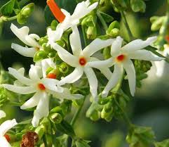 Live Coral Jasmine Plant Fragrant Night Flowering Jasmine Parijat One Plant Fragrant Flowers Flowering Plants In India Jasmine Plant