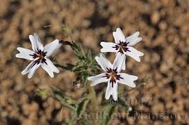 Image result for Jamesbrittenia huillana